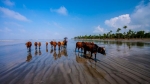 কুয়াকাটার সমুদ্র সৈকত