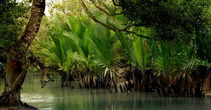 গোলপাতা গাছ।