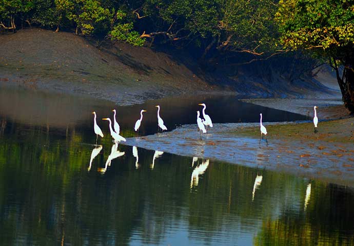 সাদা বকের দল।