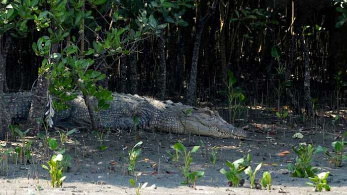 সুন্দরবনের কুমির।