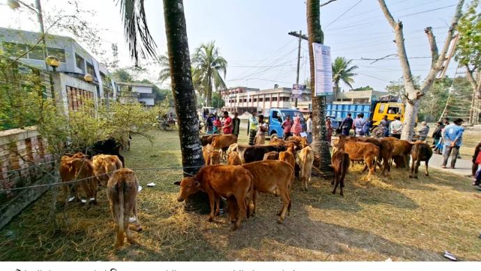 আগৈলঝাড়ায় জেলে মাঝে রোগাক্রান্ত বকনা বাছুর বিতরনের অভিযোগ