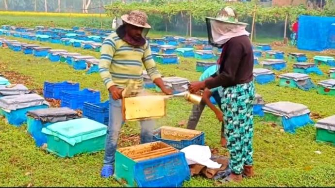 নাসিরনগরে সরিষা ফুলের মধু সংগ্রহে ব্যস্ত মৌচাষীরা