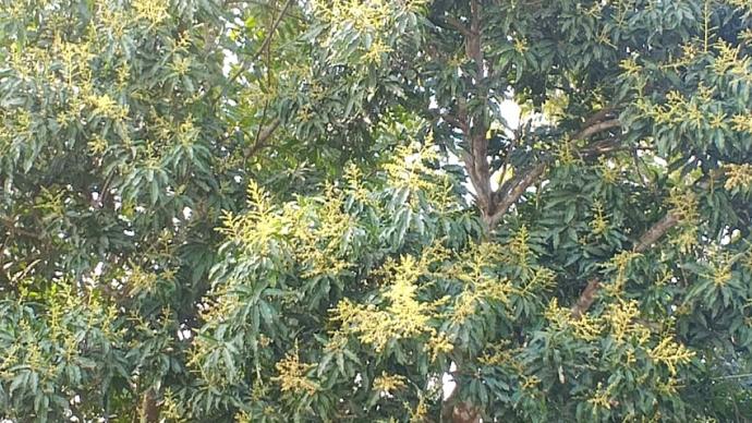 দুমকিতে গাছে গাছে উঁকি দিচ্ছে আমের মুকুল